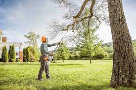 Tree and Shrub Care in Ypsilanti, MI