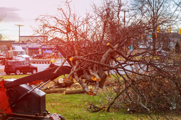 How Our Tree Care Process Works  in  Ypsilanti, MI