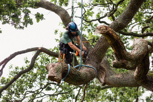 Best Tree Risk Assessment  in Ypsilanti, MI