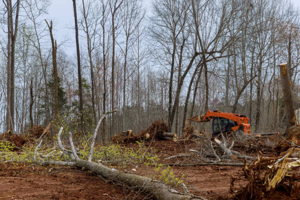 Reliable Ypsilanti, MI Tree Removal Services Solutions