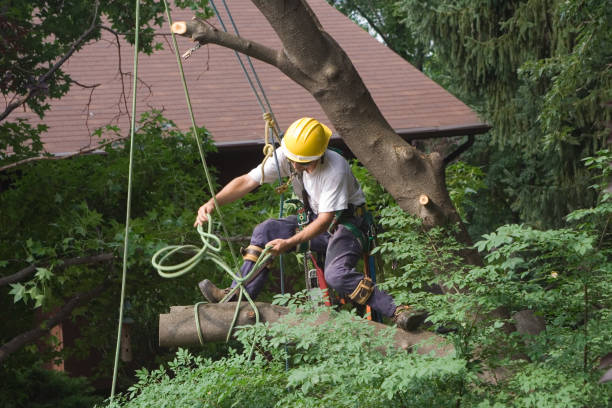 Best Root Management and Removal  in Ypsilanti, MI