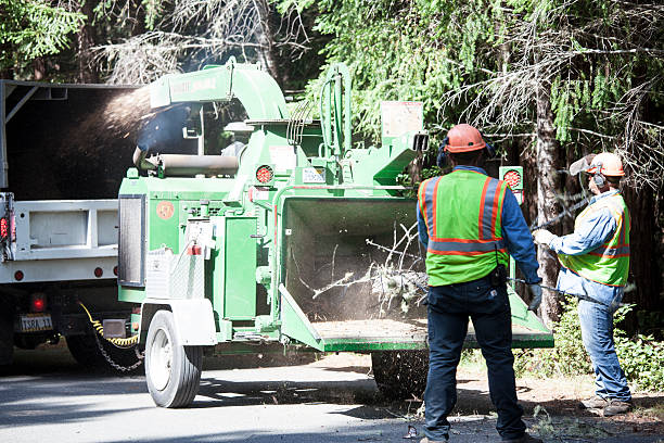 Best Root Management and Removal  in Ypsilanti, MI