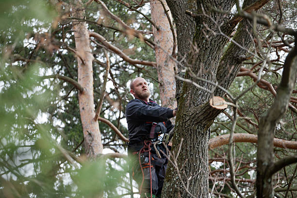 Best Emergency Tree Removal  in Ypsilanti, MI