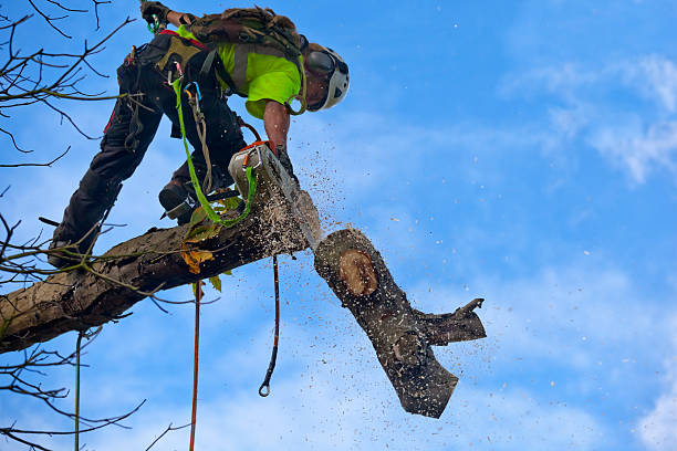 Best Residential Tree Removal  in Ypsilanti, MI